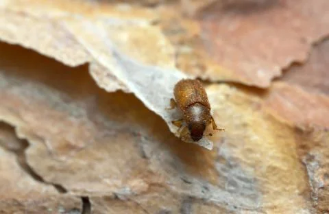 Newly hatched common pine shoot beetle, Tomicus piniperda on pine bark Stock Photos