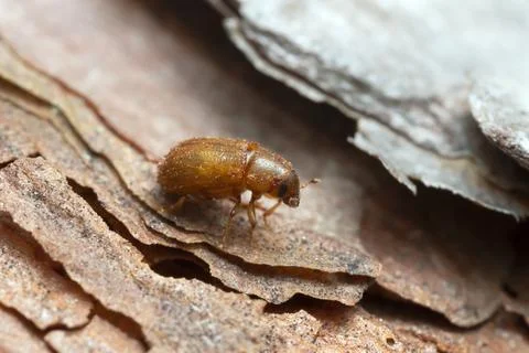 Newly hatched common pine shoot beetle, Tomicus piniperda on pine bark Stock Photos