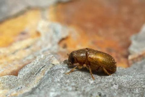 Newly hatched common pine shoot beetle, Tomicus piniperda on pine bark Stock Photos