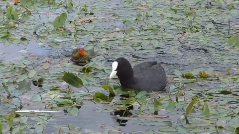 Newly-hatched coots try to keep up with their mum Vídeos de archivo 109391238