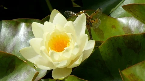 Newly hatched dragonfly drying wings on water lily flower Stock Footage 76692496