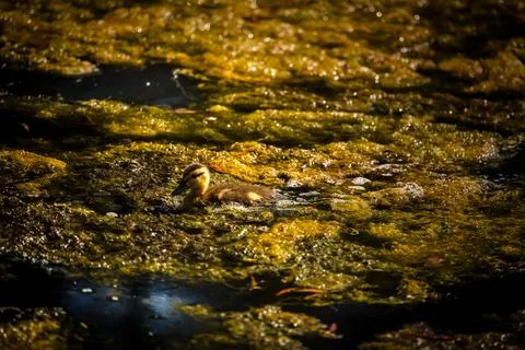 A newly hatched duckling floating on a pond. Stock Photos