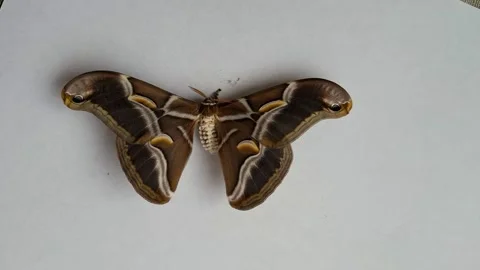 Newly hatched Indian silkworm moth, Saturnia Samia ricini, has emerged from  스톡 동영상 336912183
