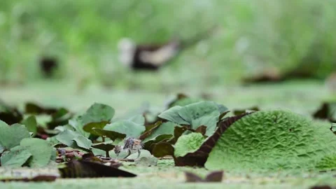 Newly Hatched Jacana Chick Exploring Wetland While Parent Feeds Nearby Vídeos de archivo 345887736