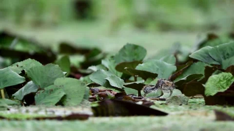Newly Hatched Jacana Chick Standing on Floating Lily Pads Vídeos de archivo 345887689