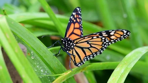 Newly hatched monarch drying it's wings Stock Footage 115217563