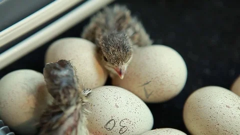 Newly hatched partridges on the farm of bird Stock Footage 83589667