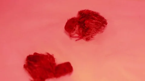 Newly hatched partridges on the farm of bird UV lamp Stock Footage 83589699