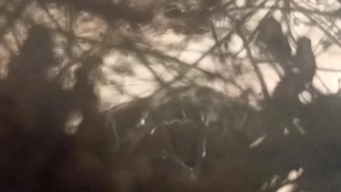 Newly hatched sparrow chicks Video stock 249647765