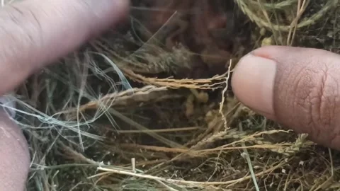 Newly hatched sparrow chicks Stock Footage 249648657