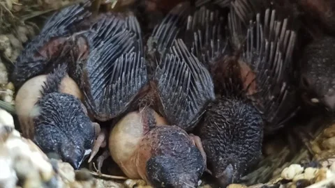 Newly hatched sparrow chicks Stock Footage 249652173