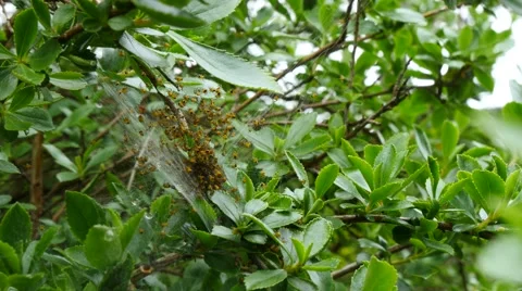 Newly hatched spiderlings Stock Footage 50580939