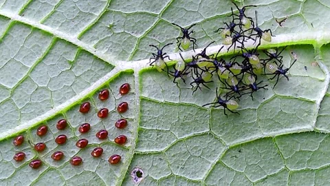 Newly Hatched Squash Bug Nymphs and eggs, 4k Stock Footage 340166275
