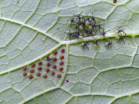 Newly Hatched Squash Bug Nymphs with eggs Stock Photos