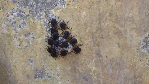 Newly hatched stink bugs emerging from eggs Stock Footage 332649968
