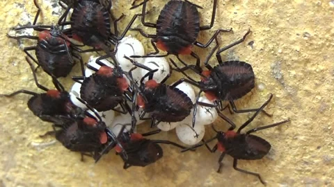 Newly hatched stink bugs emerging from eggs Stock Footage 332650023