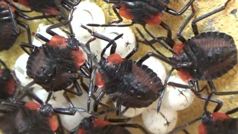 Newly hatched stink bugs emerging from eggs Stock Footage 332650040