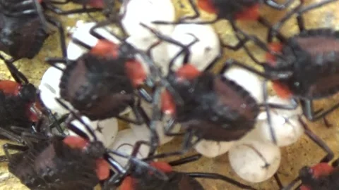 Newly hatched stink bugs emerging from eggs Stock Footage 332650071