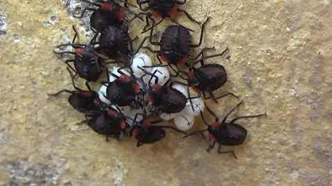 Newly hatched stink bugs emerging from eggs Stock Footage 332650079