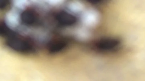 Newly hatched stink bugs emerging from eggs Stock Footage 332650106