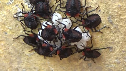 Newly hatched stink bugs emerging from eggs Stock Footage 332650118