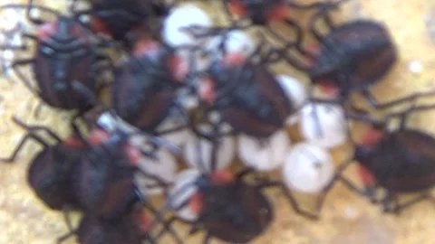 Newly hatched stink bugs emerging from eggs Stock Footage 332650147