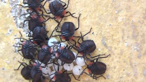 Newly hatched stink bugs emerging from eggs Stock Footage 332650150