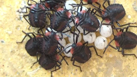 Newly hatched stink bugs emerging from eggs Stock Footage 332650185