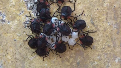 Newly hatched stink bugs emerging from eggs Stock Footage 332650193