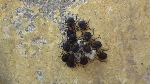 Newly hatched stink bugs emerging from eggs Stock Footage 332650228