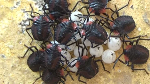 Newly hatched stink bugs emerging from eggs Stock Footage 332650254
