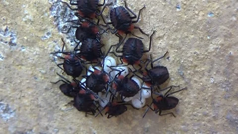 Newly hatched stink bugs emerging from eggs Stock Footage 332650272