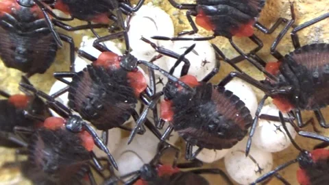 Newly hatched stink bugs emerging from eggs Stock Footage 332650314
