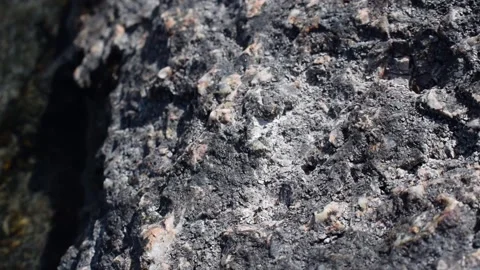 Newly hatched tiny flying insect with wings pointing in wrong direction Vídeos de archivo 166165194