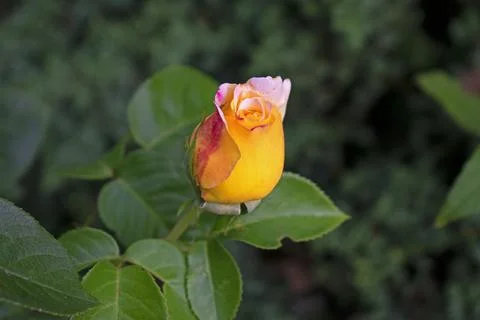Newly Opened Multi Colored Rose -26 Stock Photos