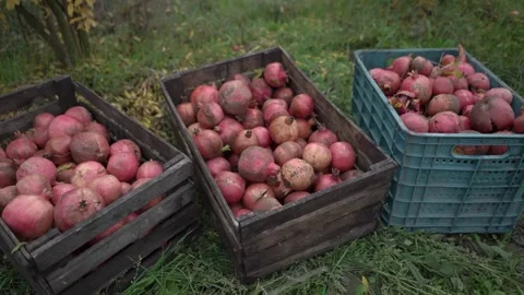 Newly picked up pomegranate in the baskets Stock Footage 255007929