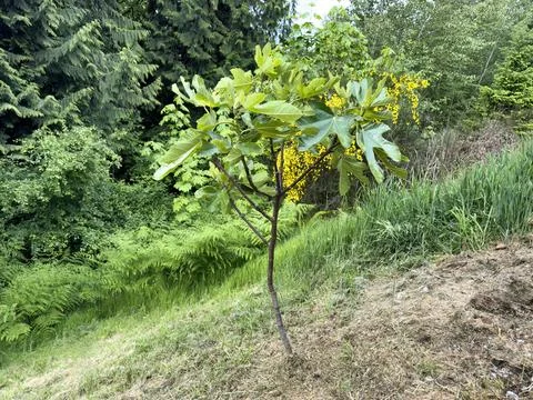 Newly planted fig fruit tree in field during late spring Stock Photos