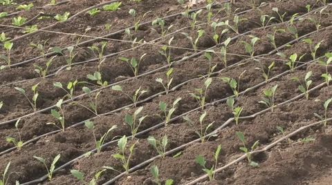 Newly planted kohlrabi Stock Footage 50489148