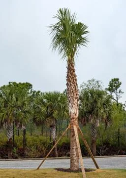Newly Planted Palm Tree Stock Photos
