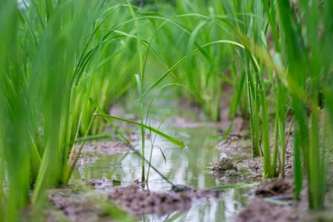 Newly planted rice in the fields Foto stock