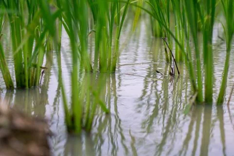 Newly planted rice in the fields Foto stock