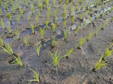 Newly planted rice seeds in the fields Stock Photos