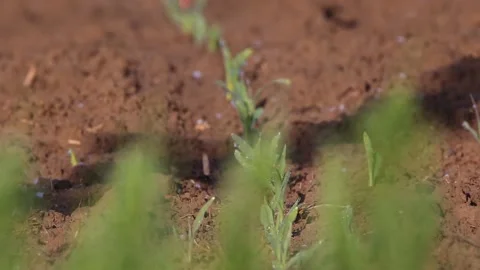 Newly planted rows in the field and in plowed land with water drops of dew Stock Footage 130371120