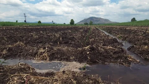 Newly planted sugarcane saplings line furrow irrigation channels in a vast agric 库存影片 336365312