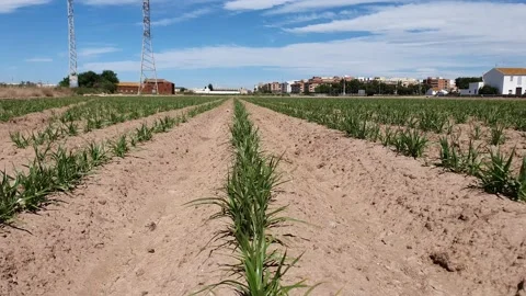 Newly planted tiger nut in the fields near Valencia Stock Footage 154246084