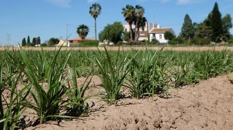 Newly planted tiger nut in the fields near Valencia Stock Photos