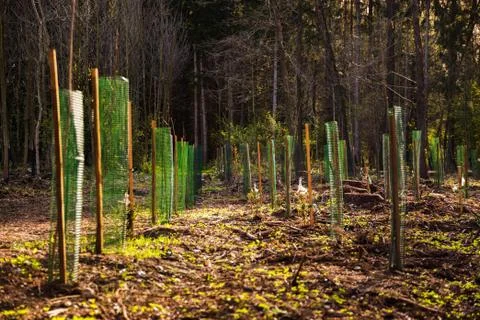 Newly planted trees in a row in forest Stock Photos