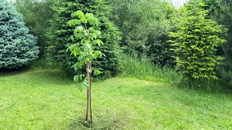 Newly Planted Walnut Tree with Leaves Swaying in the Wind Stock Footage 310889408