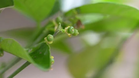 Newly Set Mandarin Fruit Emerging After Flowering 動画素材 347994254