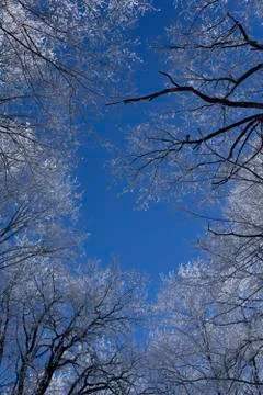 Newly  snow on tree in forest  on sunlight winter  day Foto stock